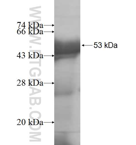 CEP68 fusion protein Ag7471 SDS-PAGE