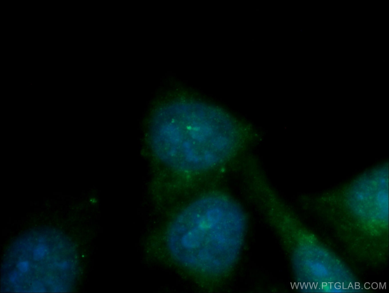 Immunofluorescence (IF) / fluorescent staining of HepG2 cells using CEP70 Polyclonal antibody (16280-1-AP)