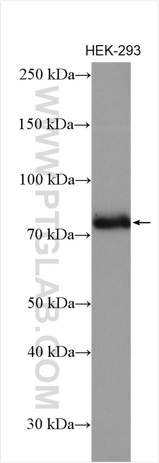 Western Blot (WB) analysis of HEK-293 cells using CEP72 Polyclonal antibody (19928-1-AP)