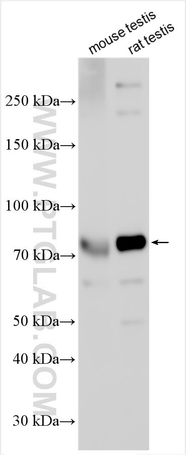 Western Blot (WB) analysis of various lysates using CEP72 Polyclonal antibody (19928-1-AP)