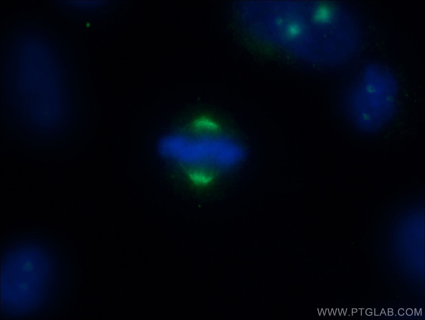 Immunofluorescence (IF) / fluorescent staining of HepG2 cells using CEP78 Polyclonal antibody (55341-1-AP)
