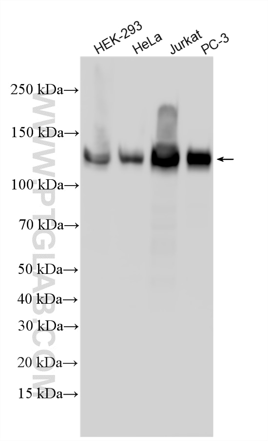 WB analysis using 22050-1-AP (same clone as 22050-1-PBS) Western Blot (WB) analysis of various lysates using CEP97 Polyclonal antibody (22050-1-AP)