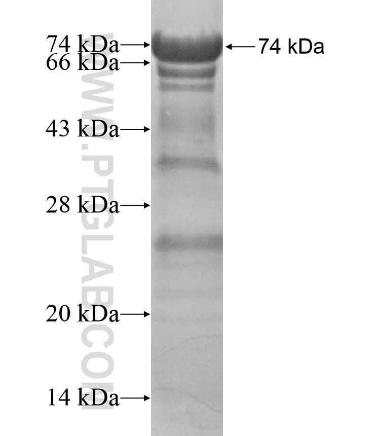 CEP97 fusion protein Ag16995 SDS-PAGE