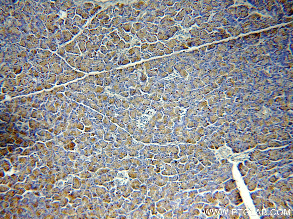 IHC staining of human pancreas using 20496-1-AP