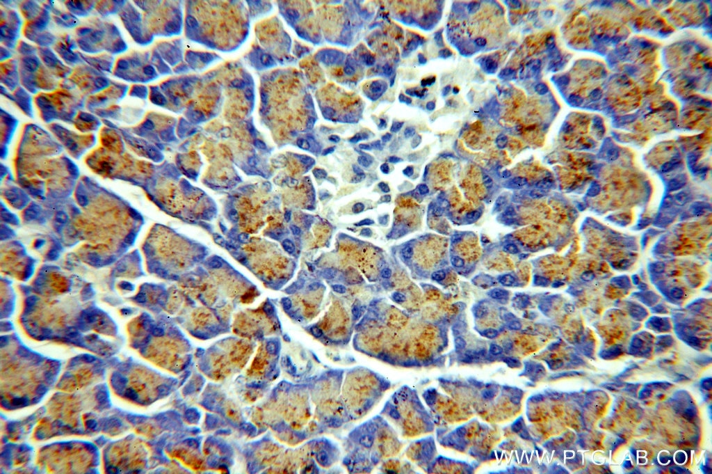 Immunohistochemistry (IHC) staining of human pancreas tissue using CEPT1 Polyclonal antibody (20496-1-AP)