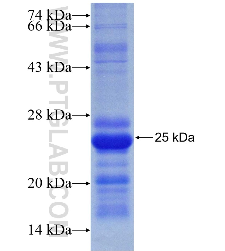 CER1 fusion protein Ag28753 SDS-PAGE