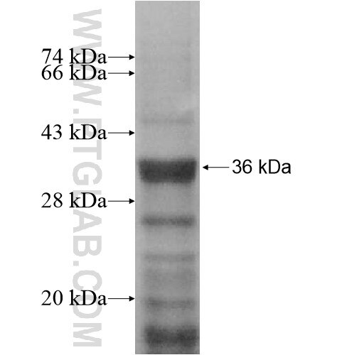 CER1 fusion protein Ag12926 SDS-PAGE