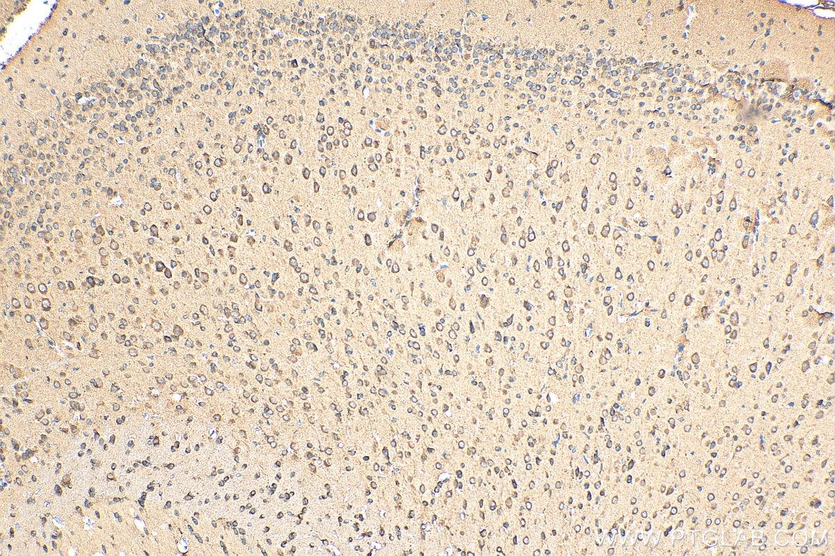 Immunohistochemistry (IHC) staining of rat brain tissue using CERCAM Polyclonal antibody (16411-1-AP)