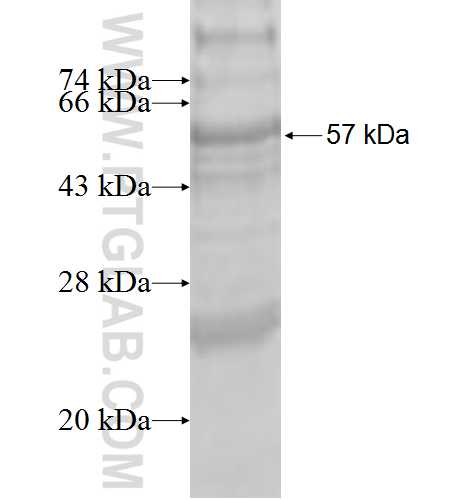 CERCAM fusion protein Ag9352 SDS-PAGE