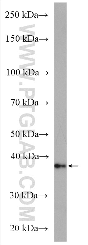 Western Blot (WB) analysis of mouse heart tissue using CERK Polyclonal antibody (25731-1-AP)