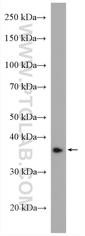 Western Blot (WB) analysis of mouse liver tissue using CERK Polyclonal antibody (25731-1-AP)