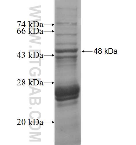 CERK fusion protein Ag0746 SDS-PAGE