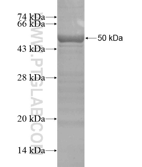 CERKL fusion protein Ag19728 SDS-PAGE
