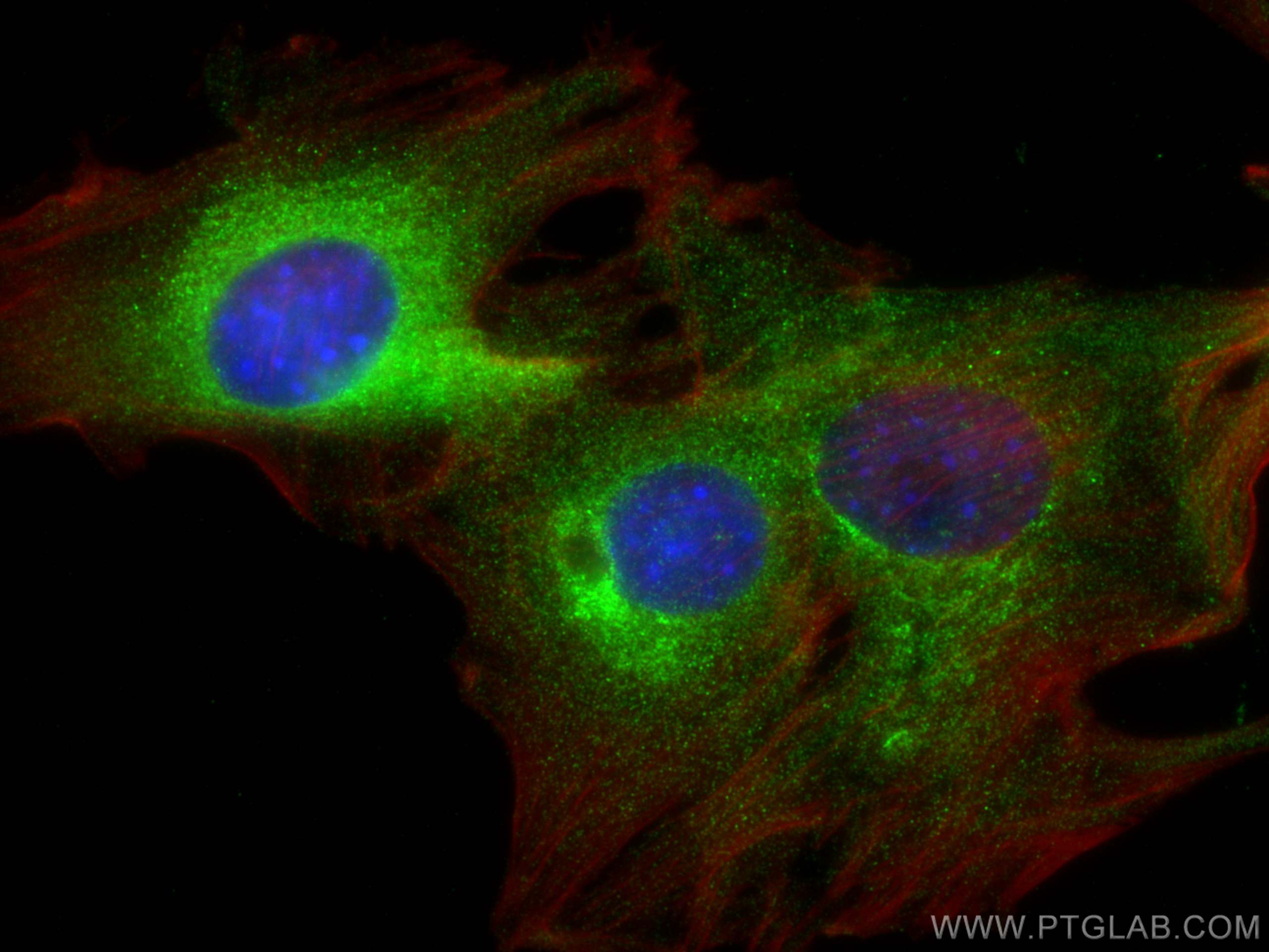 IF Staining of C2C12 using 29041-1-AP