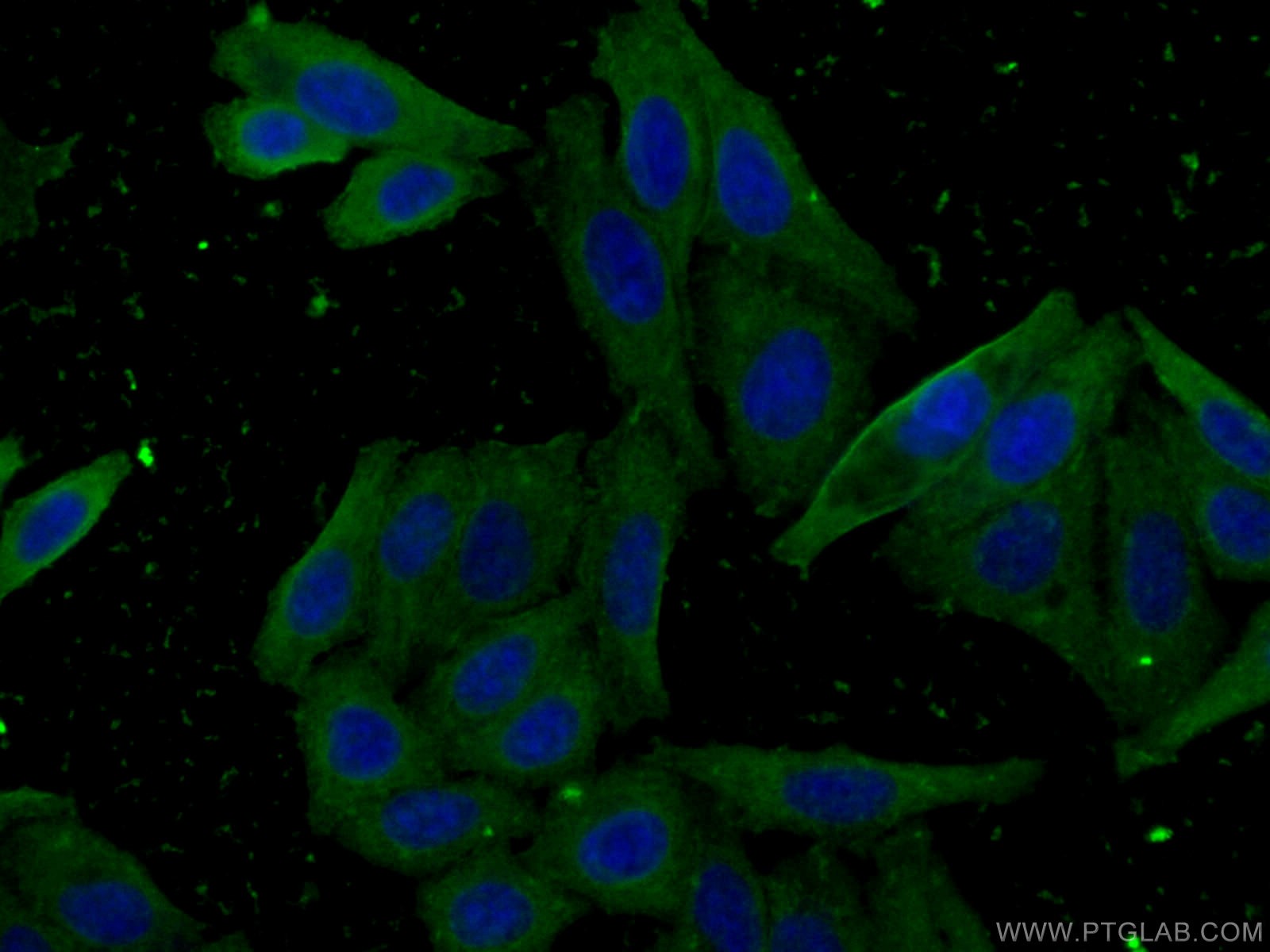 Immunofluorescence (IF) / fluorescent staining of HepG2 cells using CES1 Monoclonal antibody (67079-1-Ig)