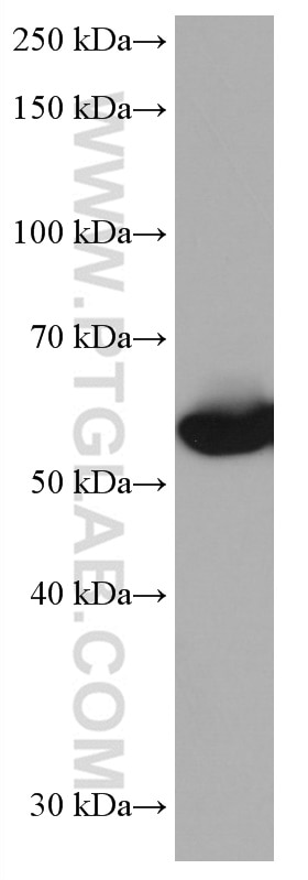 WB analysis of THP-1 using 67079-1-Ig
