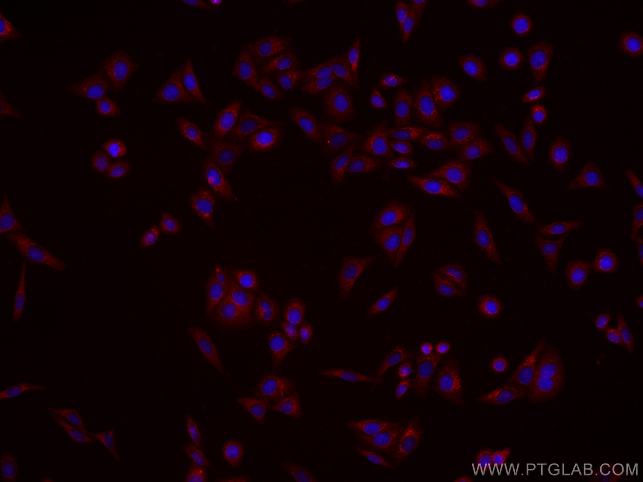 Immunofluorescence (IF) / fluorescent staining of HepG2 cells using CoraLite®594-conjugated CES1 Monoclonal antibody (CL594-67079)