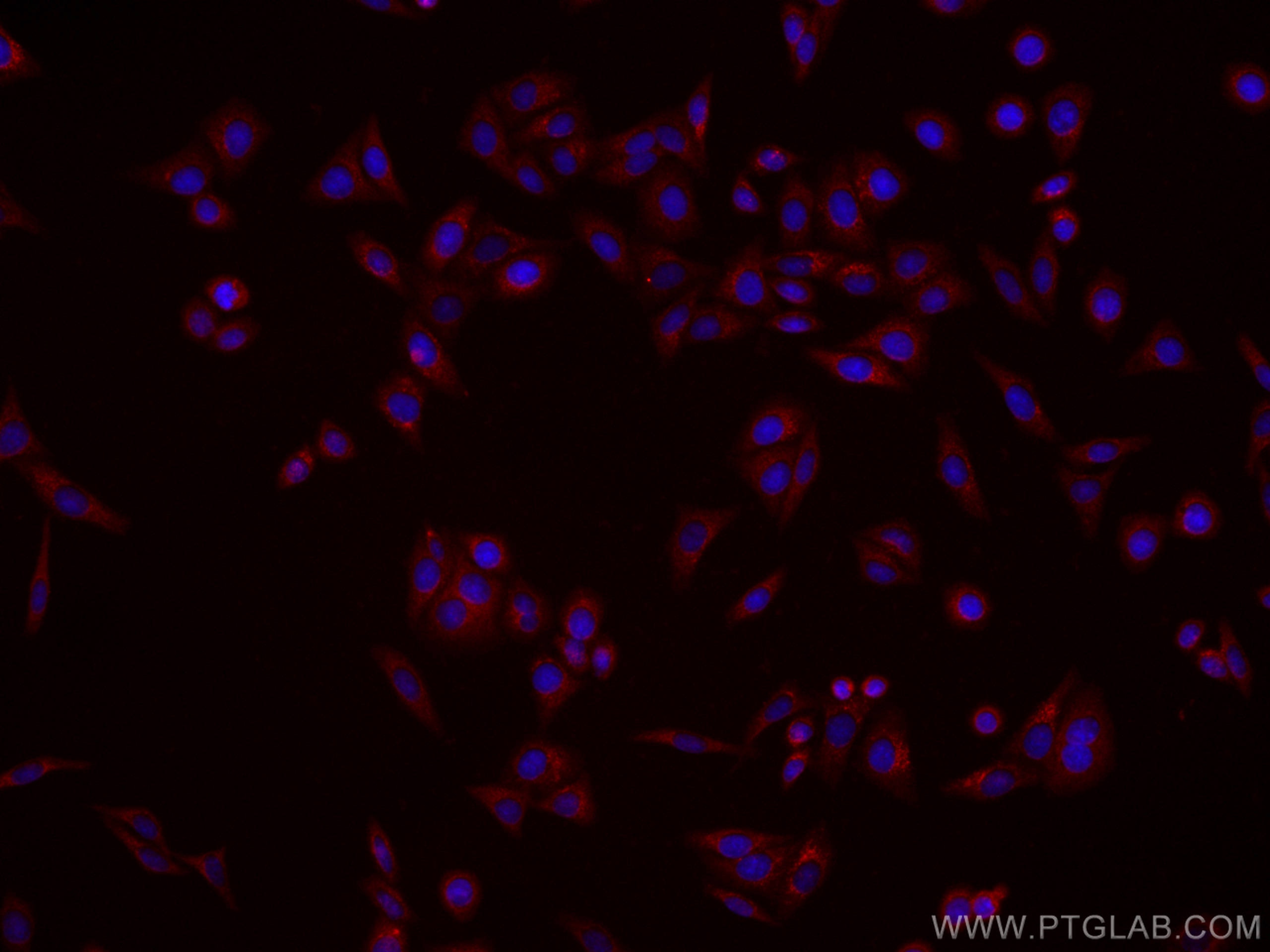 IF Staining of HepG2 using CL594-67079