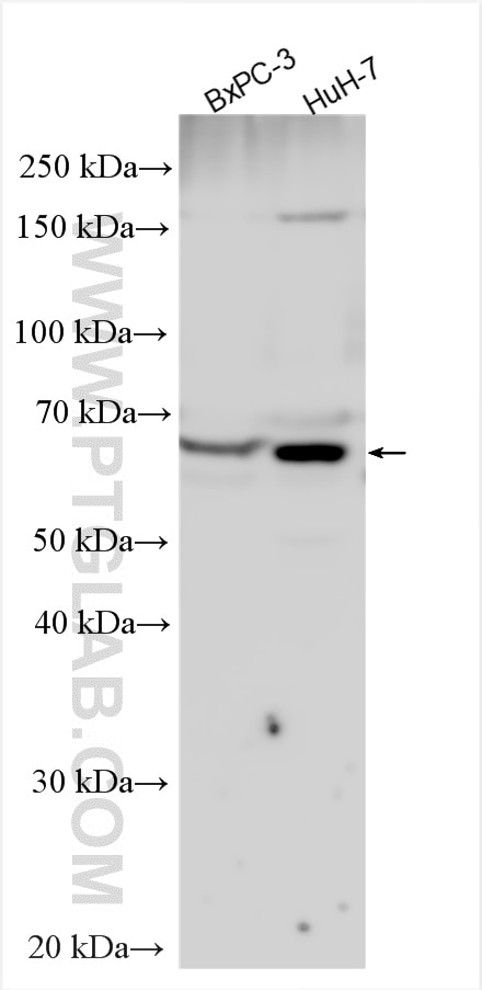 WB analysis using 15378-1-AP