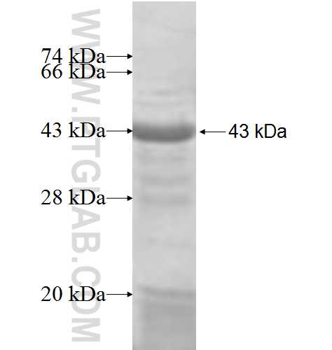 CES3 fusion protein Ag6419 SDS-PAGE