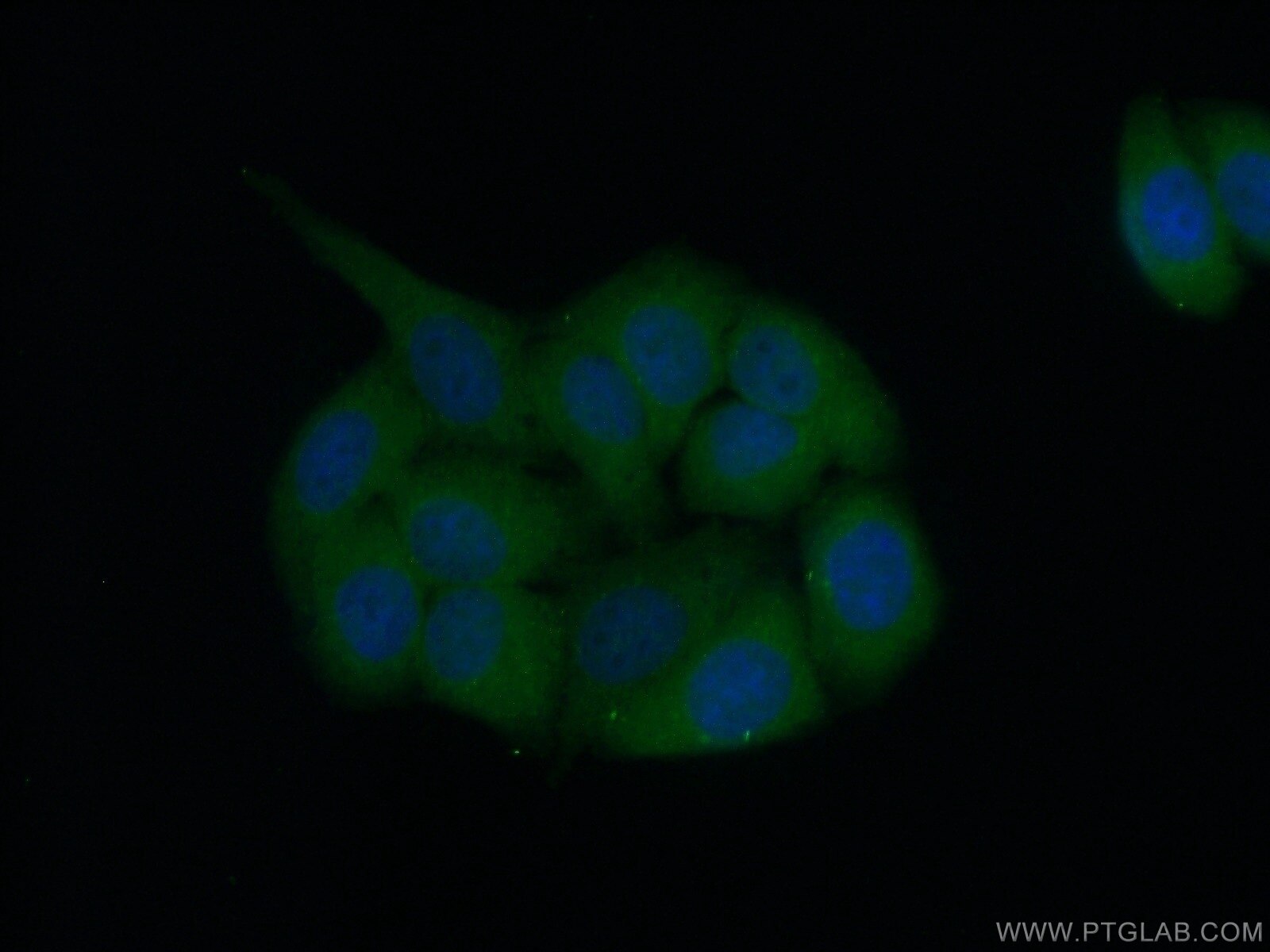 Immunofluorescence (IF) / fluorescent staining of HepG2 cells using CES7-Specific Polyclonal antibody (19520-1-AP)