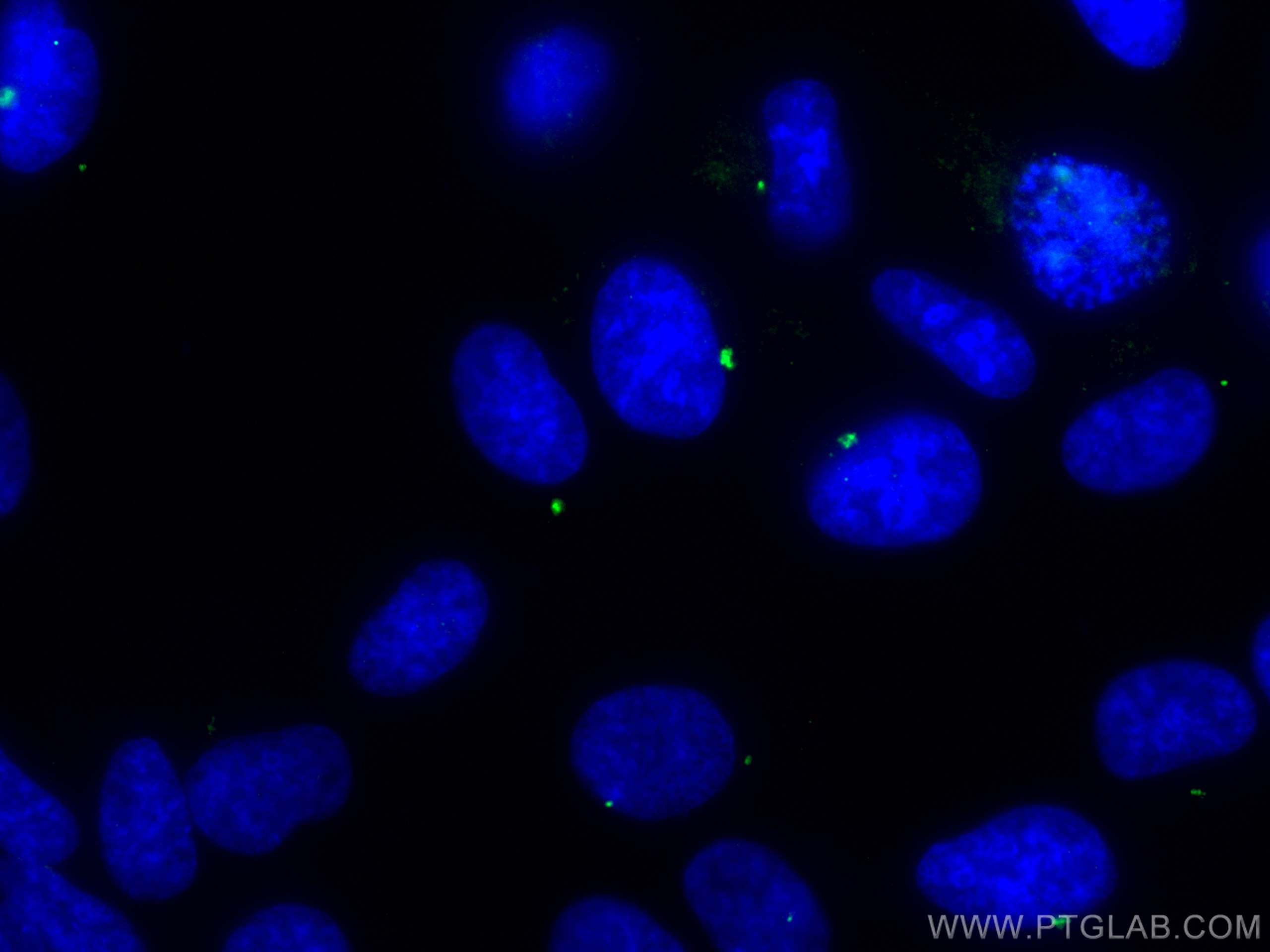 Immunofluorescence (IF) / fluorescent staining of hTERT-RPE1 cells using Centrin 1 Polyclonal antibody (12794-1-AP)