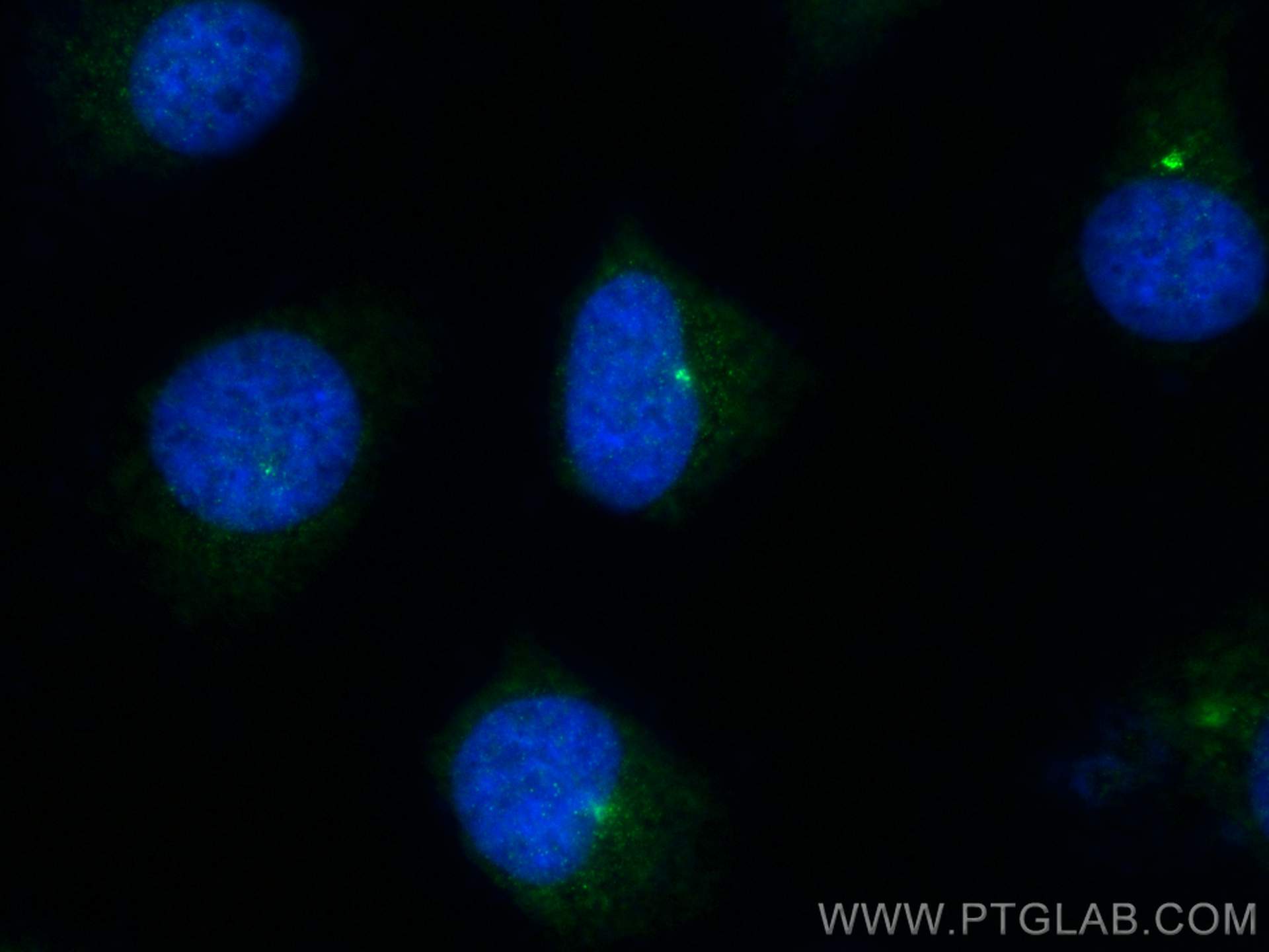 Immunofluorescence (IF) / fluorescent staining of HeLa cells using Centrin 1 Polyclonal antibody (12794-1-AP)