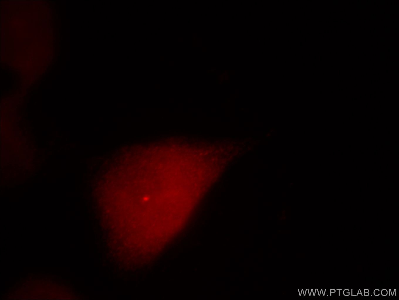 Immunofluorescence (IF) / fluorescent staining of HeLa cells using Centrin 1 Polyclonal antibody (12794-1-AP)