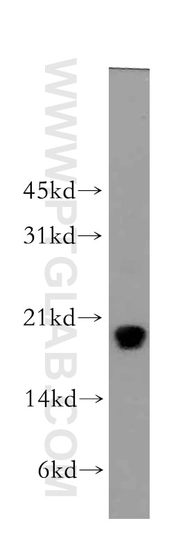Western Blot (WB) analysis of HL-60 cells using Centrin 1 Polyclonal antibody (12794-1-AP)