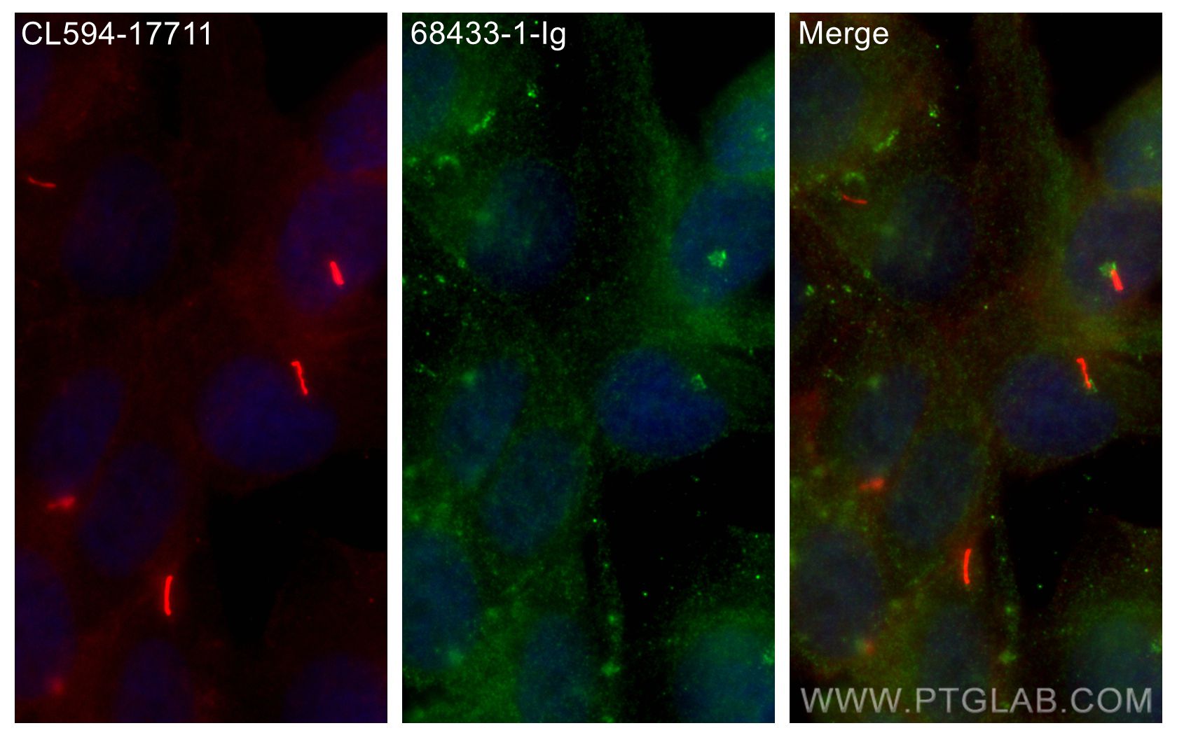 Immunofluorescence (IF) / fluorescent staining of hTERT-RPE1 cells using Centrin 1 Monoclonal antibody (68433-1-Ig)