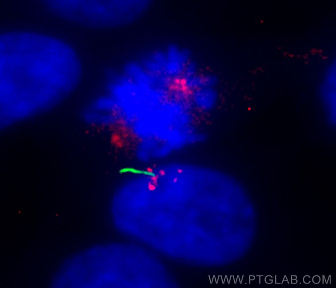 Immunofluorescence (IF) / fluorescent staining of hTERT-RPE1 cells using Centrin 1 Monoclonal antibody (68433-1-Ig)