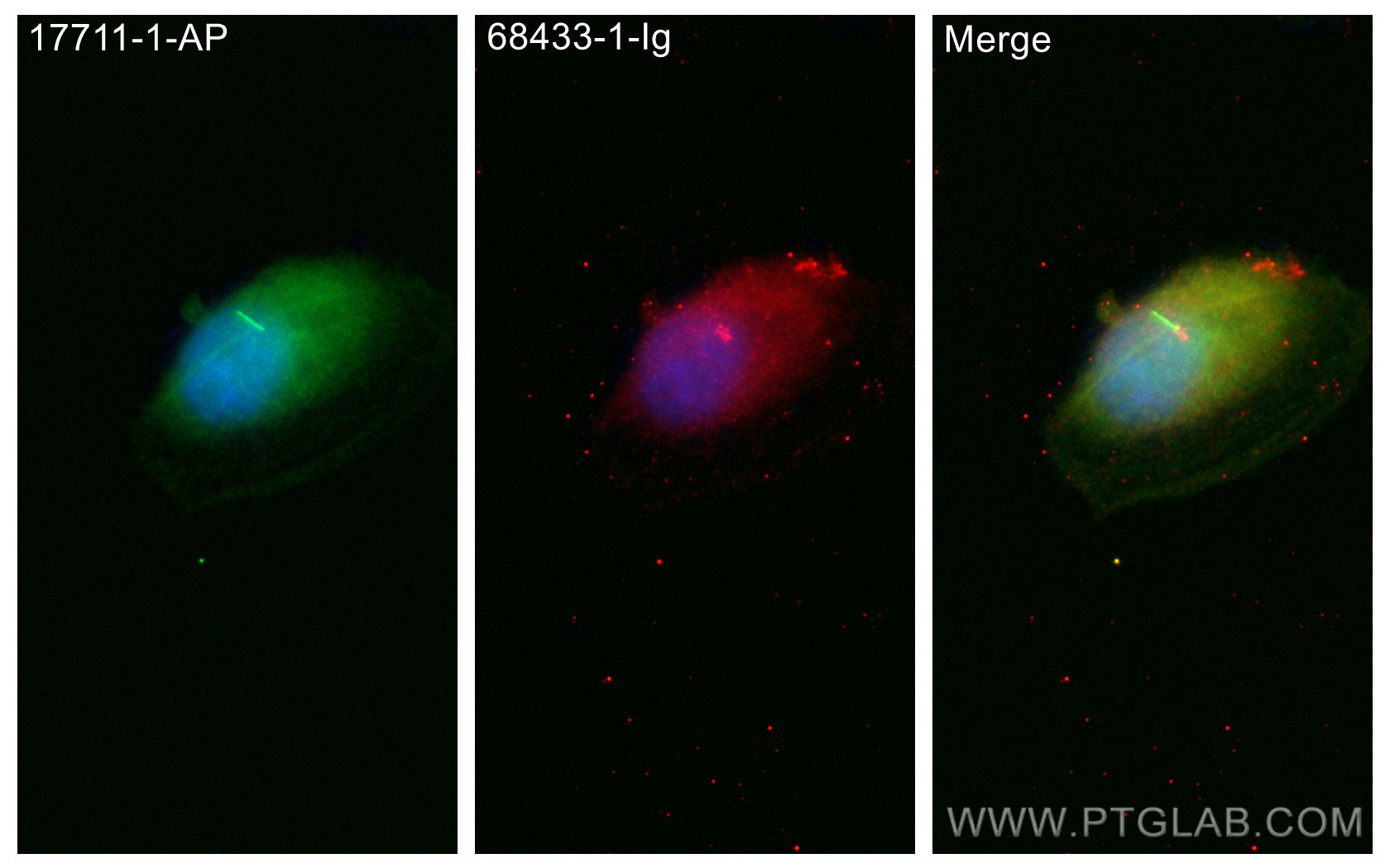 Immunofluorescence (IF) / fluorescent staining of ARPE-19 cells using Centrin 1 Monoclonal antibody (68433-1-Ig)