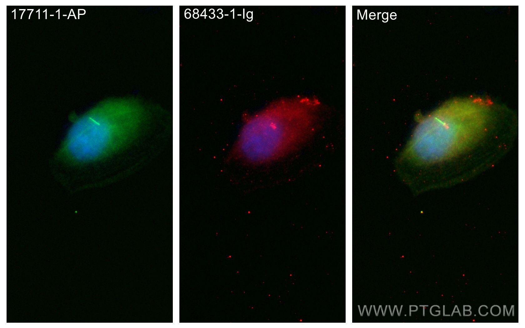 IF Staining of ARPE-19 using 68433-1-Ig