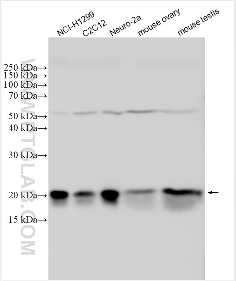 Western Blot (WB) analysis of various lysates using Centrin 3 Polyclonal antibody (15811-1-AP)