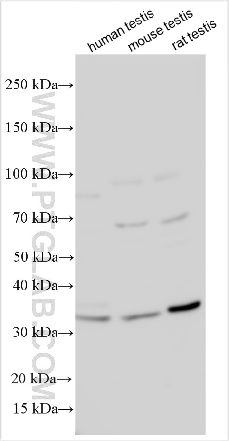 Western Blot (WB) analysis of various lysates using CFAP161 Polyclonal antibody (33141-1-AP)