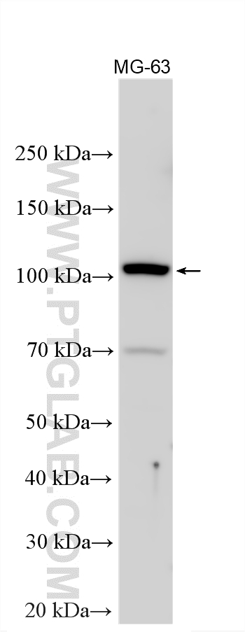 WB analysis using 32922-1-AP Western Blot (WB) analysis of various lysates using CFAP221 Polyclonal antibody (32922-1-AP)