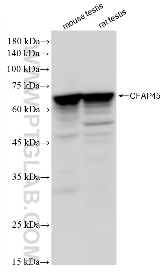 WB analysis using 88026-3-RR (same clone as 88026-3-PBS) Western Blot (WB) analysis of various lysates using CFAP45 Recombinant monoclonal antibody (88026-3-RR)