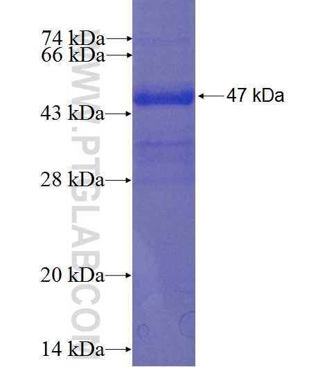 CFB fusion protein Ag0226 SDS-PAGE