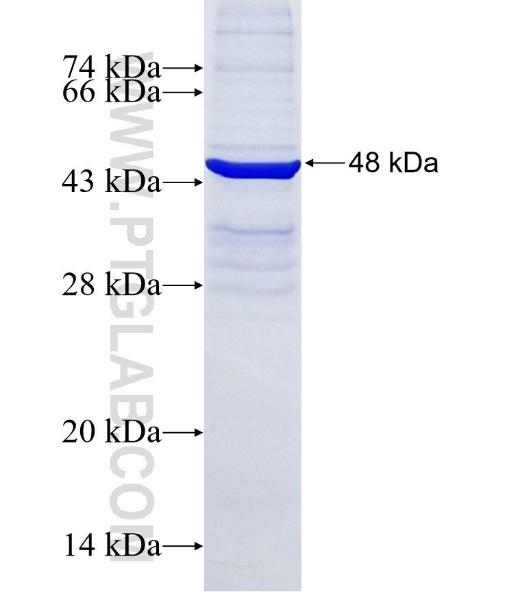 CFC1 fusion protein Ag12373 SDS-PAGE