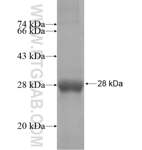 CFC1 fusion protein Ag12636 SDS-PAGE