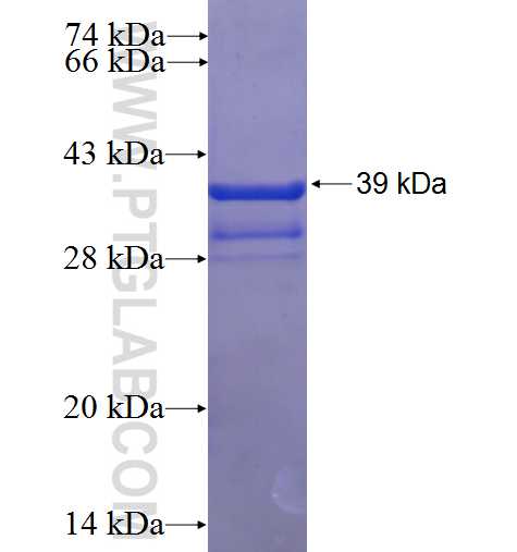 CFD fusion protein Ag23473 SDS-PAGE