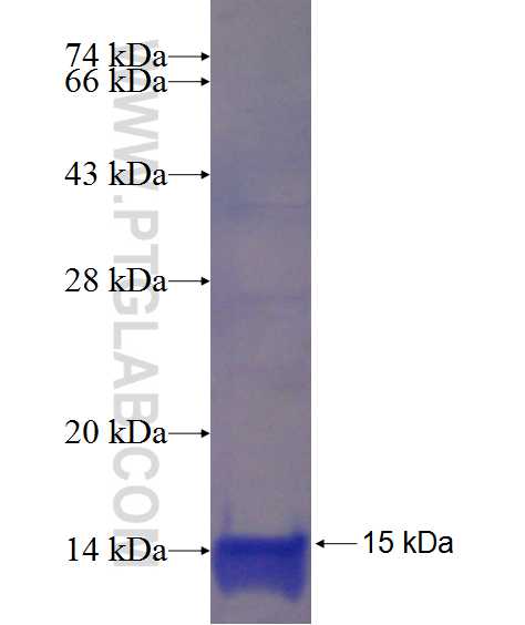 CFD fusion protein Ag23767 SDS-PAGE