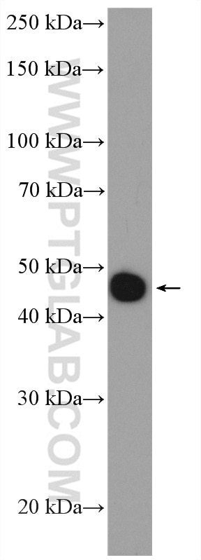 Western Blot (WB) analysis of K-562 cells using CFDP1 Polyclonal antibody (26636-1-AP)