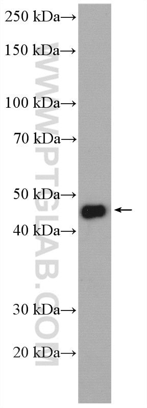 Western Blot (WB) analysis of HeLa cells using CFDP1 Polyclonal antibody (26636-1-AP)