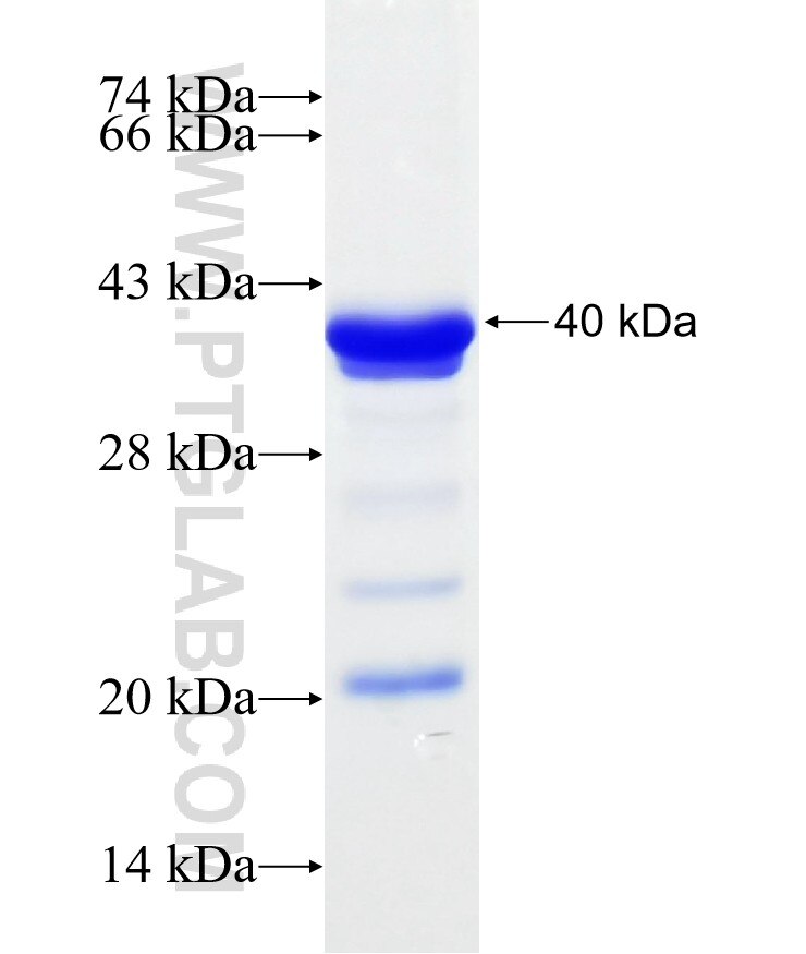 CFH fusion protein Ag19241 SDS-PAGE