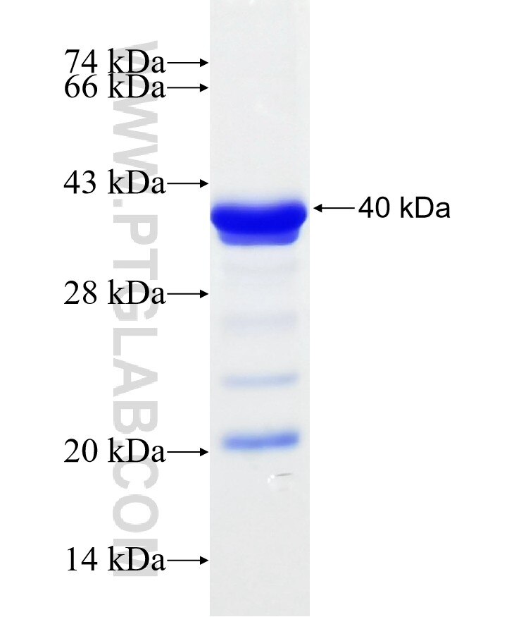 CFH fusion protein Ag19241 SDS-PAGE