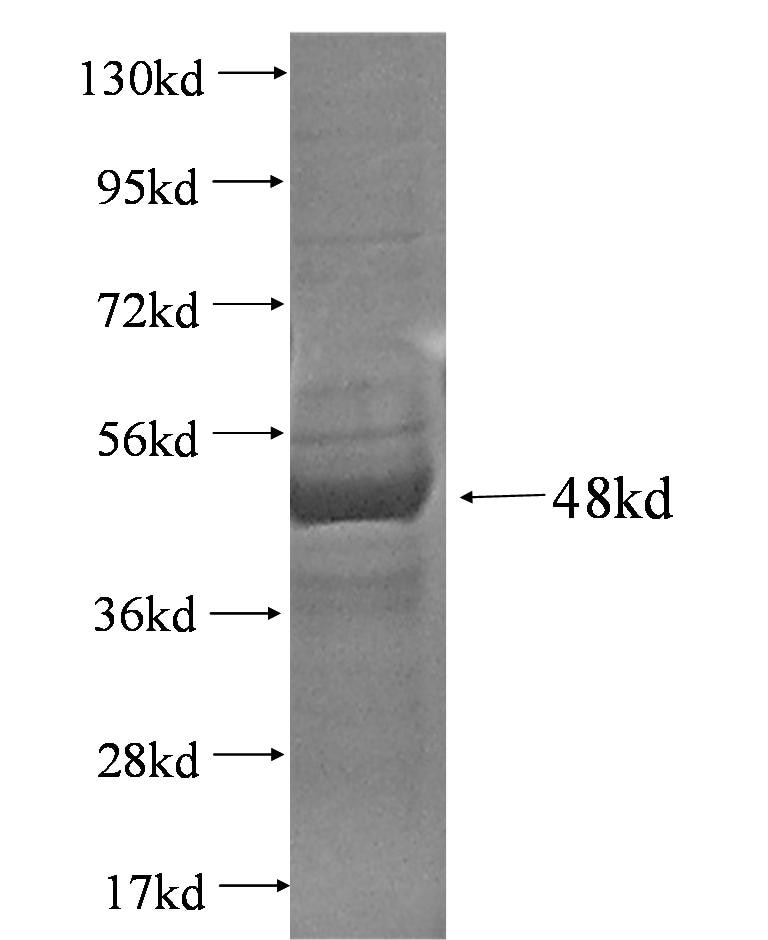 CFH fusion protein Ag3482 SDS-PAGE