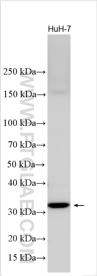 Western Blot (WB) analysis of various lysates using CFHR2 Polyclonal antibody (24048-1-AP)