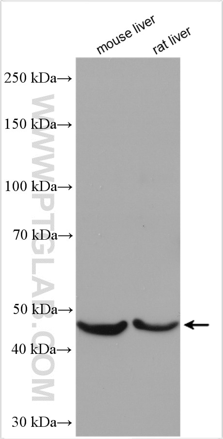 Western Blot (WB) analysis of various lysates using CFHR3 Polyclonal antibody (16583-1-AP)