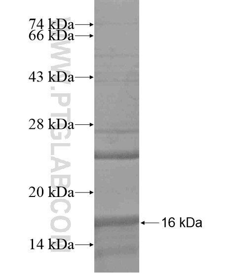 CFHR4 fusion protein Ag19750 SDS-PAGE